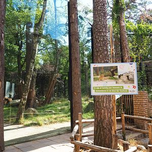 New lion exhibit viewing area