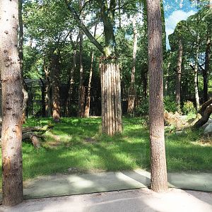 New lion exhibit as of 2017