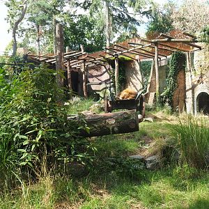 New lion exhibit as of 2017