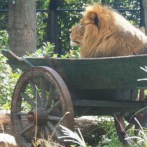 Lion (Panthera leo) Dukat in a carriage
