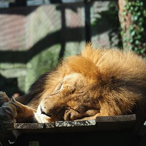 Lion (Panthera leo) Dukat sleeping in carriage
