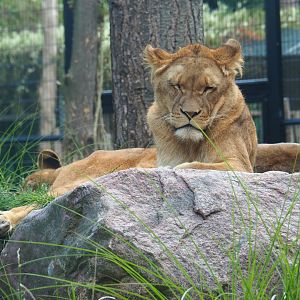 Lioness (Panthera leo)