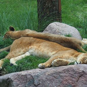 Sleeping lionesses (Panthera leo)