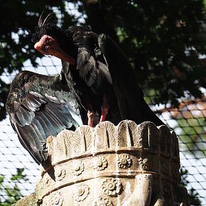 Waldrapp (Geronticus eremita)