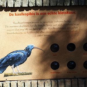 Waldrapp sounds education