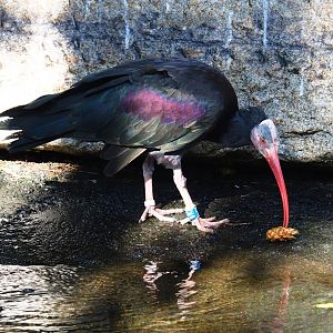 Waldrapp (Geronticus eremita)