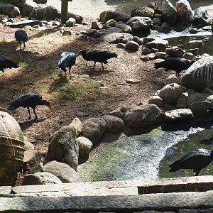 Waldrapps (Geronticus eremita)