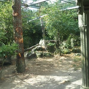 Siberian tiger exhibit