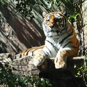 Siberian tiger (Panthera tigris tigris)