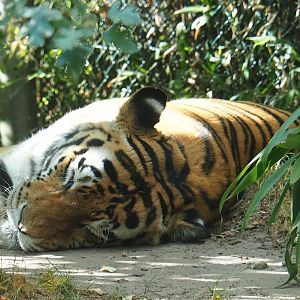 Siberian tiger (Panthera tigris tigris)