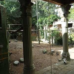 Griffon vulture - Marabou stork aviary