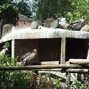Griffon vultures (Gyps fulvus) and nests