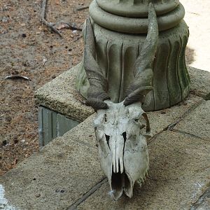 Eland skull