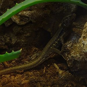Tenerife lizard Gallotia galloti