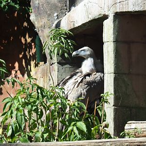 Griffon vulture (Gyps fulvus)