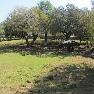 Lowland Nyala/Southern Steenbok Yard