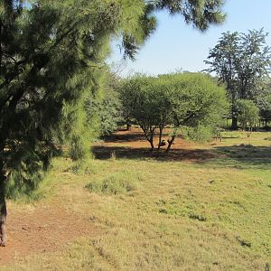Lowland Nyala/Southern Steenbok Yard