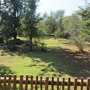Lowland Nyala/Southern Steenbok Yard