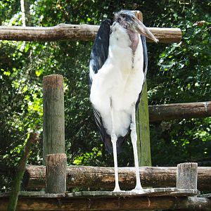 Marabou stork (Leptoptilos crumenifer)