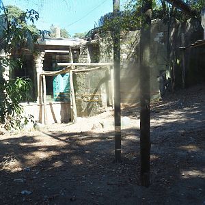 Griffon vulture - Marabou stork aviary