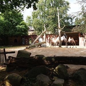 Bactrian camel paddock