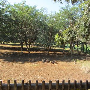 Lowland Nyala/Southern Steenbok Yard