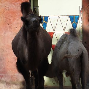 Bactrian camels (Camelus bactrianus)