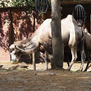 Eating Bactrian camels (Camelus bactrianus)