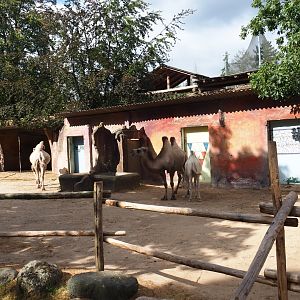 Bactrian camel paddock