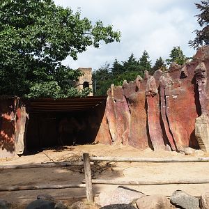 Bactrian camel paddock