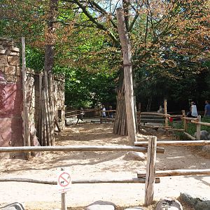 Bactrian camel paddock