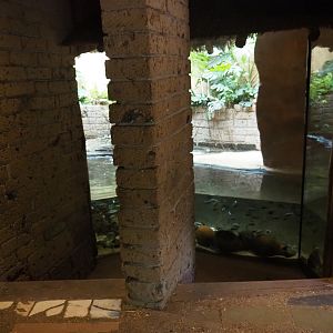 Dwarf crocodile viewing area