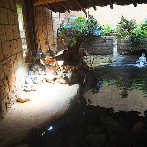 Dwarf crocodile exhibit