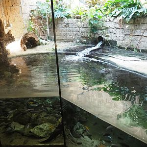 Dwarf crocodile exhibit