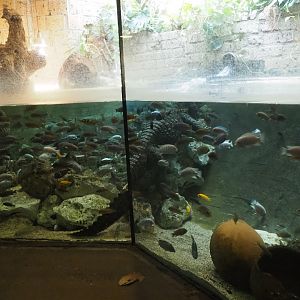 Dwarf crocodile (Osteolaemus tetraspis) and mbuna cichlids