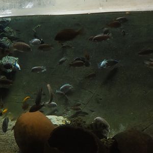 Various unsigned mbuna cichlids