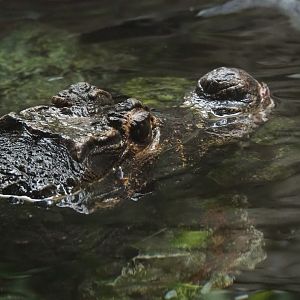 Dwarf crocodile (Osteolaemus tetraspis)