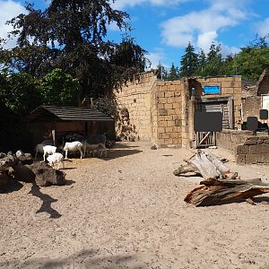 Miniature donkey/Somali sheep paddock