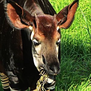 Okapi