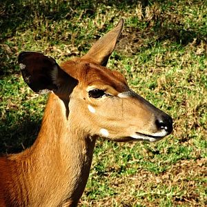 Lowland Nyala