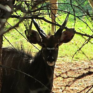 Lowland Nyala