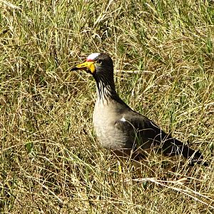 African Wattled Lapwing