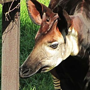 Okapi