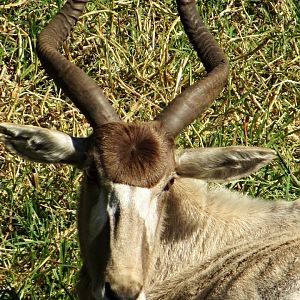 Addax