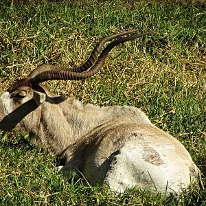 Addax
