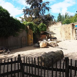 Miniature donkey/Somali sheep paddock