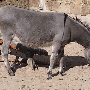 Miniature donkey (Equus asinus)
