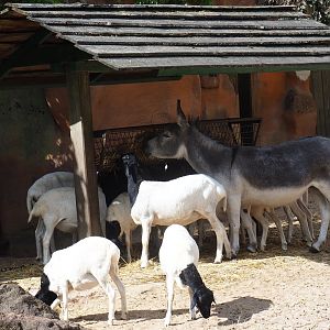 Miniature donkey (Equus asinus) and Somali sheep (Ovies aries) at feeding stand
