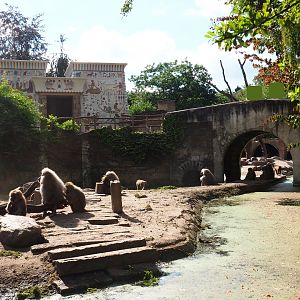 Hamadryas baboon/Aoudad exhibit