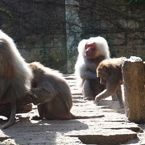 Hamadryas baboons (Papio hamadryas)